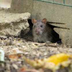 Mice Control