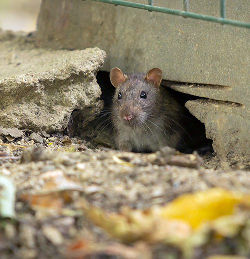 Mice Control