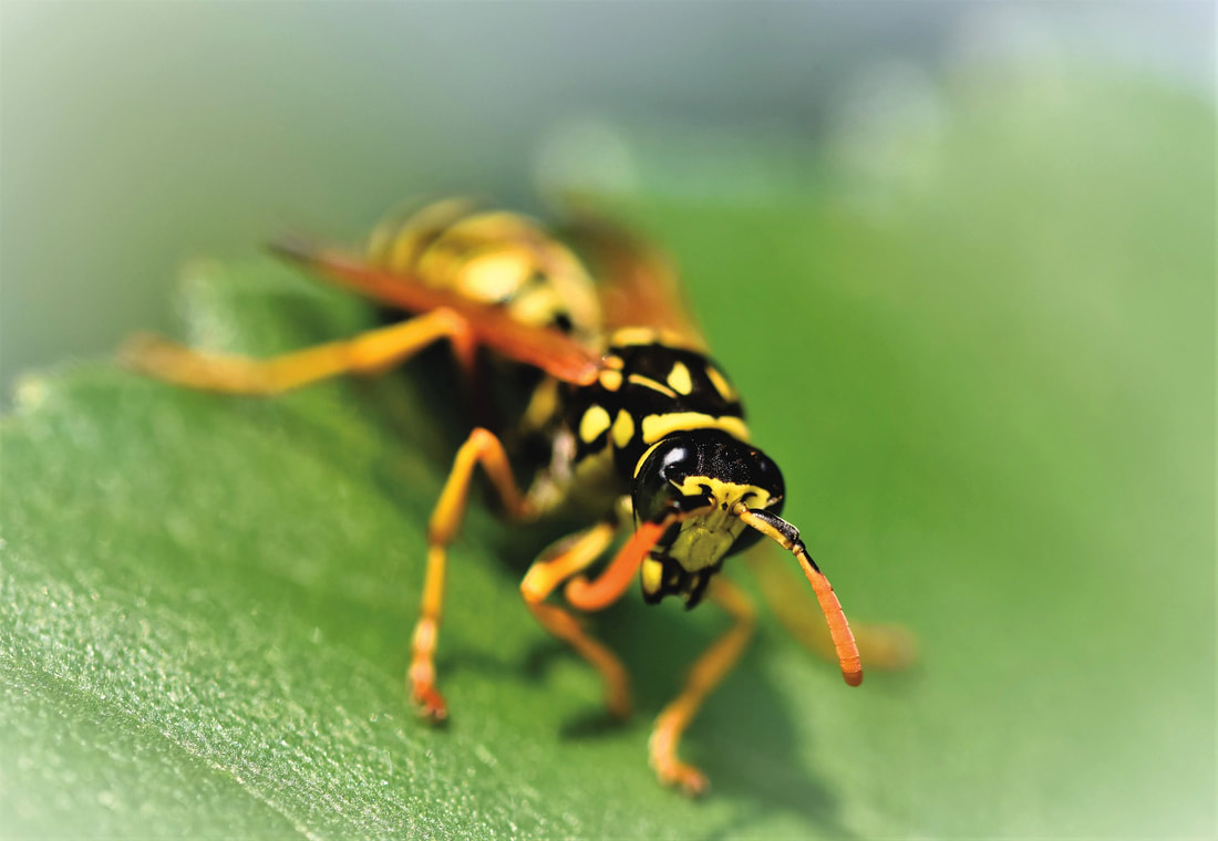61b8d9f357d41509de55ae1a_why-regular-wasp-exterminator-visits-are-important_orig