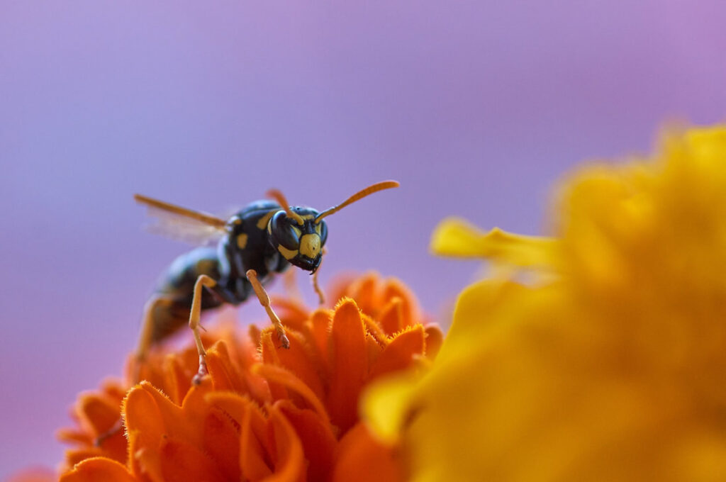 Dealing With A Wasp Nest Yourself