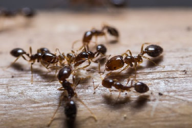 Insect Control 38 6279cffde61eb4ce8565d9ca_ants-converging-on-food-pest-control-insects-vaughan_2_orig