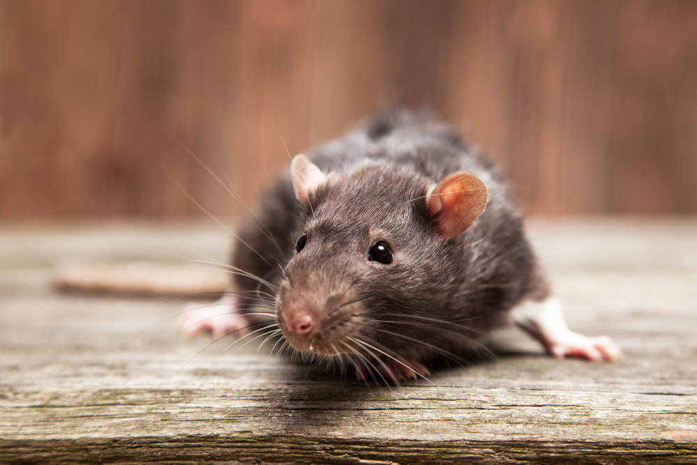 rat-exterminators-gta-toronto-pest-control_orig
