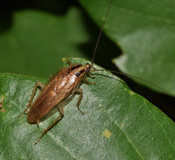 Common Brampton Roaches