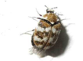 Everything You Need to Know About Carpet Beetles