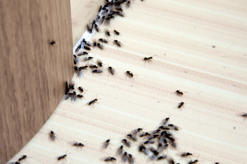 How to Get Rid of Ants in Your House and Yard