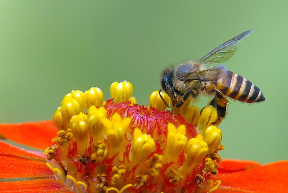 Summer Buzz Control Tips