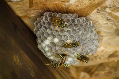 wasp nest in shed.