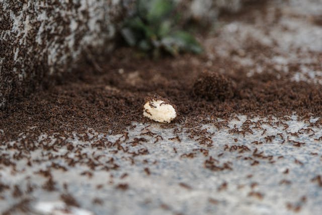 Insect Control 39 Ant Control Treatment