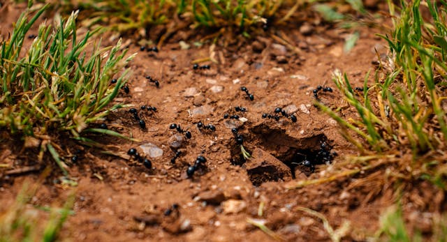 ants in spring in toronto