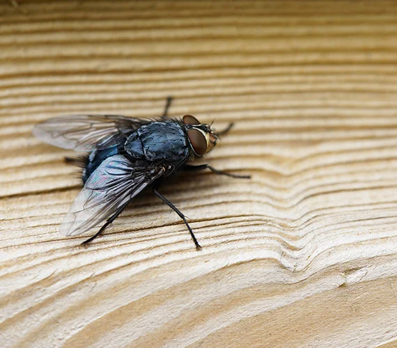Fly Control