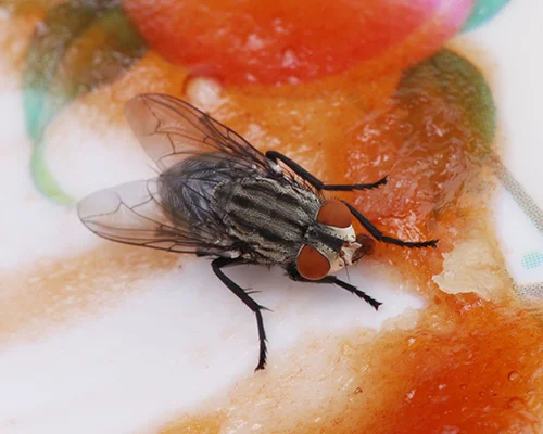 Fly Exterminator