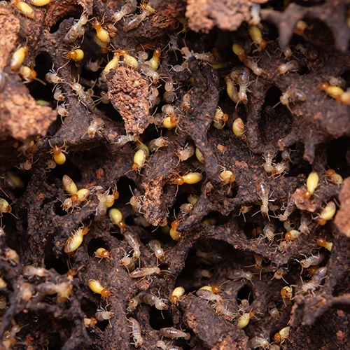 Insect Control 5 Termite Control