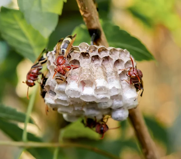 wasp-nest