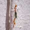 Why Are Ants Coming Into My House and How Can I Stop Them?