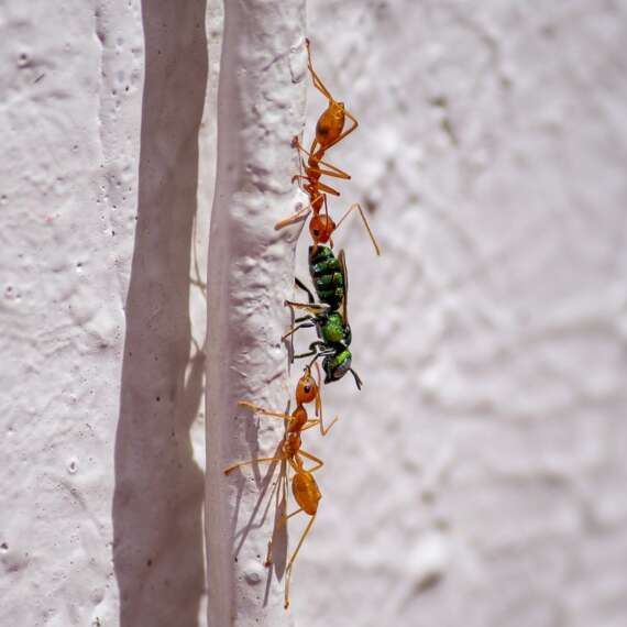 3 ants trying to climb up on a wall