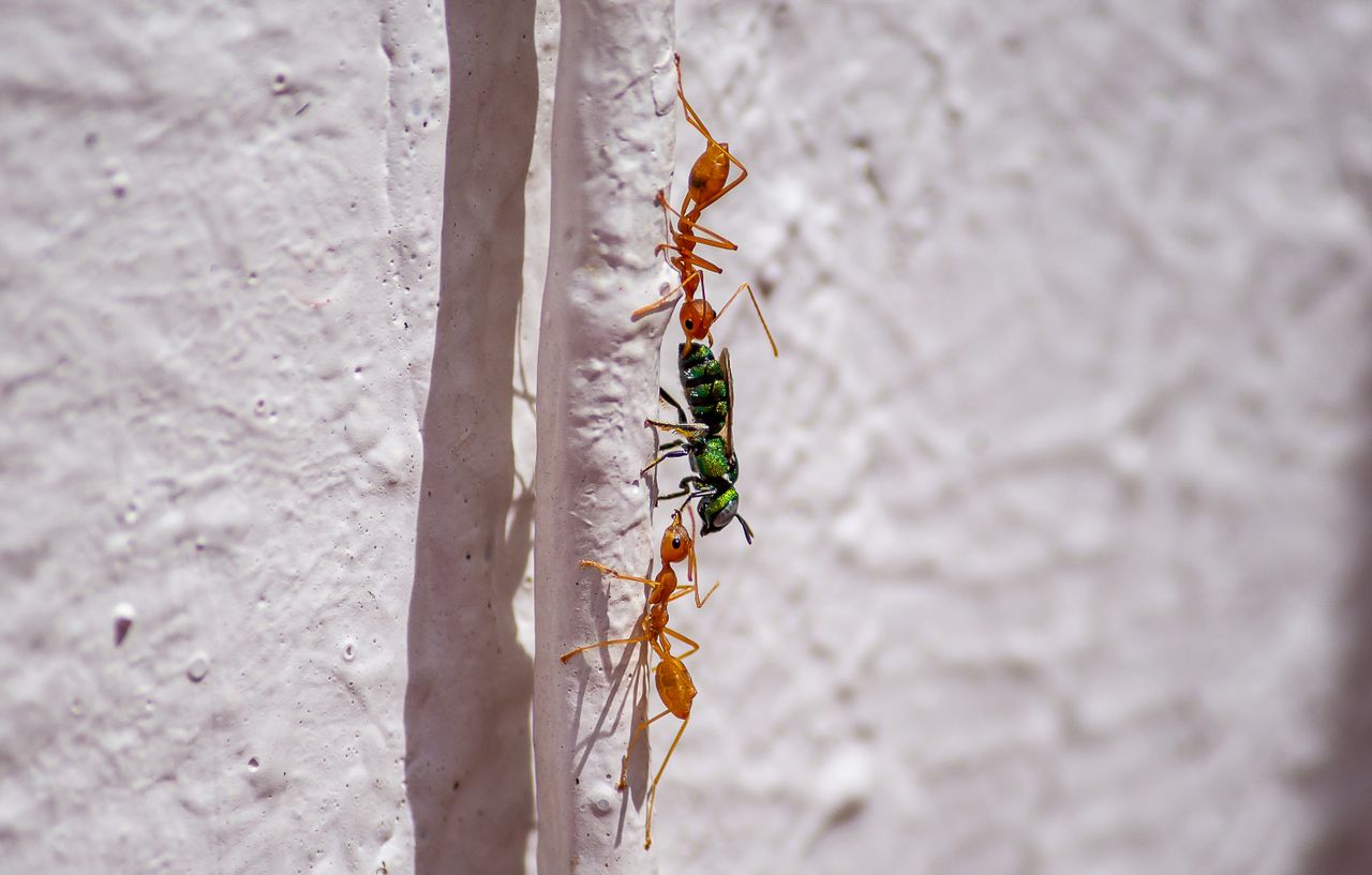 3 ants trying to climb up on a wall