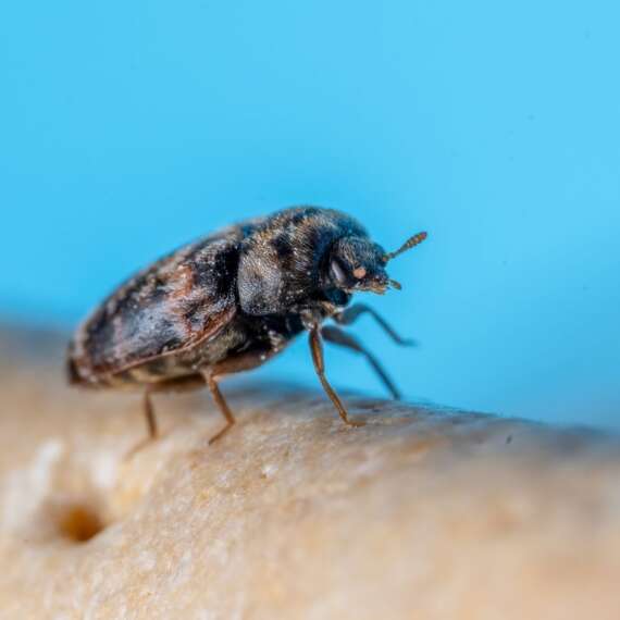 bugs and insects