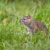 Why Rats and Mice Are Invading Toronto Yards This August