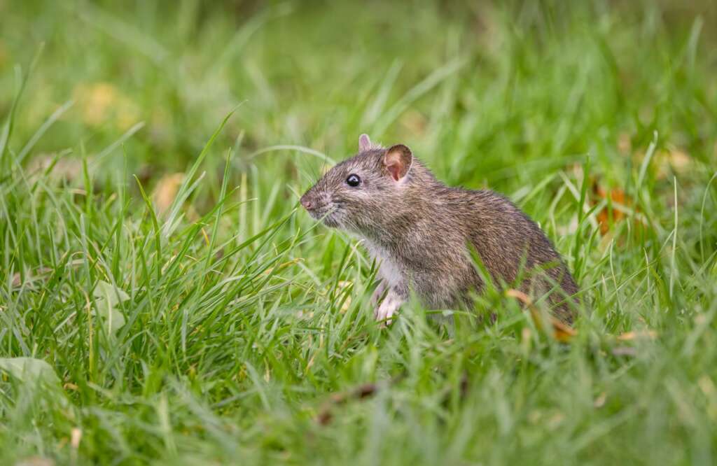 Rat in grassy field