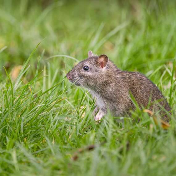 Rat in grassy field